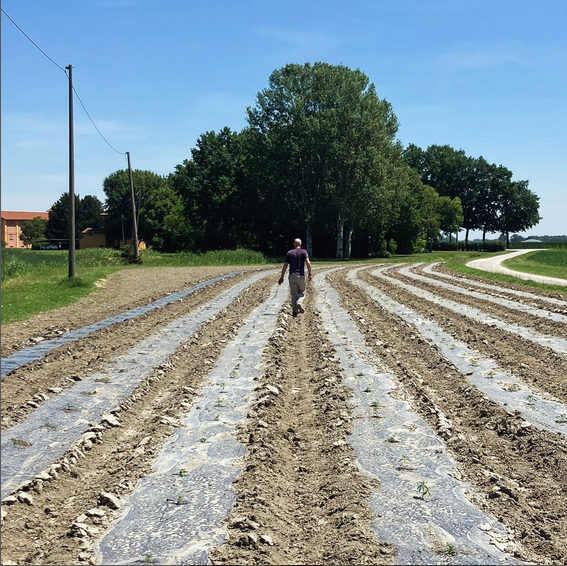 Campo CBG piantine